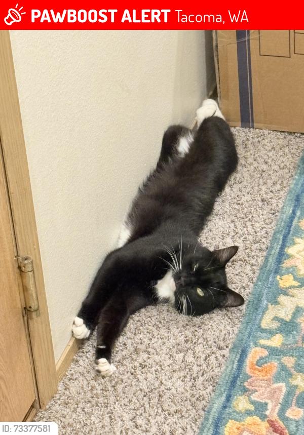 Lost Male Cat last seen Grandview ave, Tacoma, WA 98404