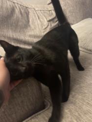 Found/Stray Female Cat last seen 9th and Donax, Imperial Beach, CA 91932