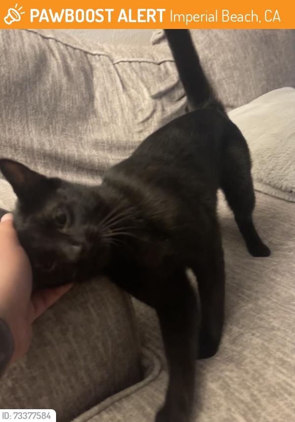 Found/Stray Female Cat last seen 9th and Donax, Imperial Beach, CA 91932