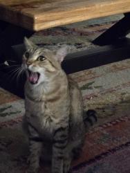 Lost Male Cat last seen Octoillo and signal butte, Queen Creek, AZ 85142