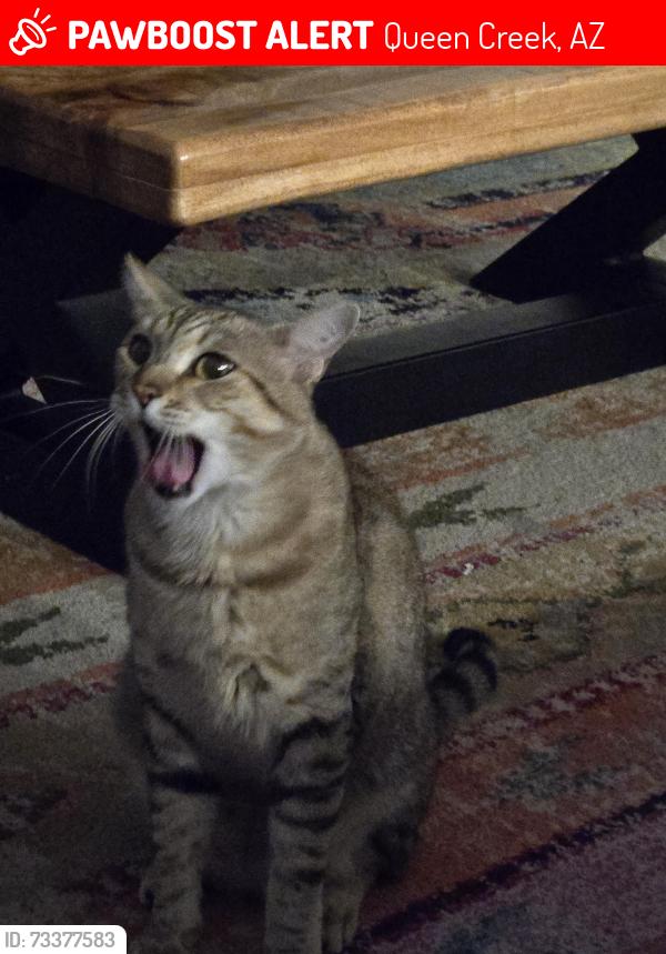 Lost Male Cat last seen Octoillo and signal butte, Queen Creek, AZ 85142