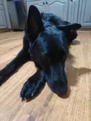 Reunited Male Dog last seen Wildflower Park, Sandy, UT 84092