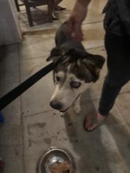 Lost Male Dog last seen Ashland ave, Santa Monica, CA 90405
