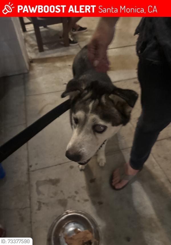 Lost Male Dog last seen Ashland ave, Santa Monica, CA 90405