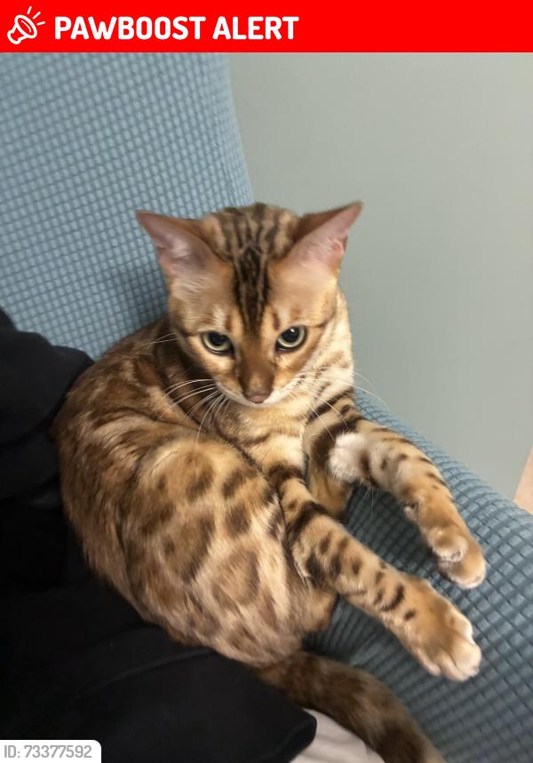 Lost Male Cat last seen Uptown stations, Fort Walton Beach, FL 32548