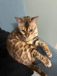 Lost Male Cat last seen Uptown stations, Fort Walton Beach, FL 32548