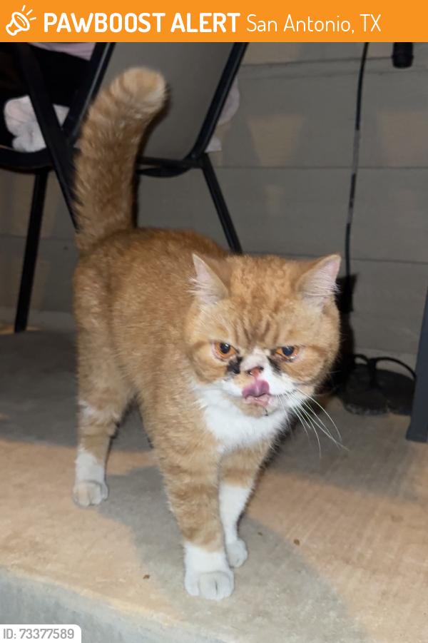 Found/Stray Unknown Cat last seen near the shady lady bar, San Antonio, TX 78222