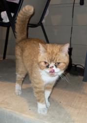 Found/Stray Unknown Cat last seen near the shady lady bar, San Antonio, TX 78222