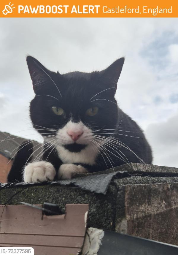 Found/Stray Unknown Cat last seen Garden street, Castleford, England 