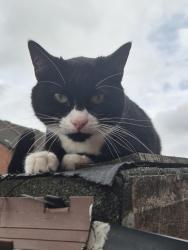 Found/Stray Unknown Cat last seen Garden street, Castleford, England 