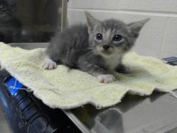 Shelter Stray Male Cat last seen Near BLOCK ATWICK DR, FAYETTEVILLE NC 28304, 4704 Corporation Dr, Fayetteville, NC 28306, USA
