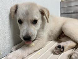 Shelter Stray Male Dog last seen Near BLOCK N CHESTER AVE, BAKERSFIELD CA 93308, 3951 Fruitvale Ave, Bakersfield, CA 93308, USA