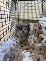 Shelter Stray Female Cat last seen , 1850 W 60th St, Los Angeles, CA 90047, USA
