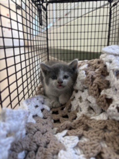 Shelter Stray Female Cat last seen , 1850 W 60th St, Los Angeles, CA 90047, USA