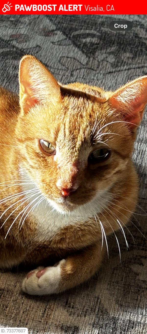 Lost Male Cat last seen Ave 320, ave 328, road 148, Visalia, CA 93292