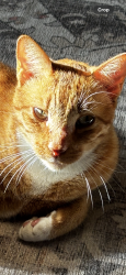 Lost Male Cat last seen Ave 320, ave 328, road 148, Visalia, CA 93292