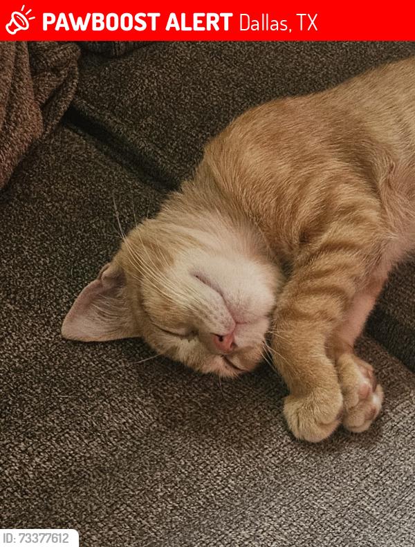 Lost Female Cat last seen goodman and hale, Dallas, TX 75211