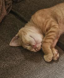 Lost Female Cat last seen goodman and hale, Dallas, TX 75211