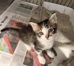 Shelter Stray Male Cat last seen , 4275 Elton St, Baldwin Park, CA 91706, USA