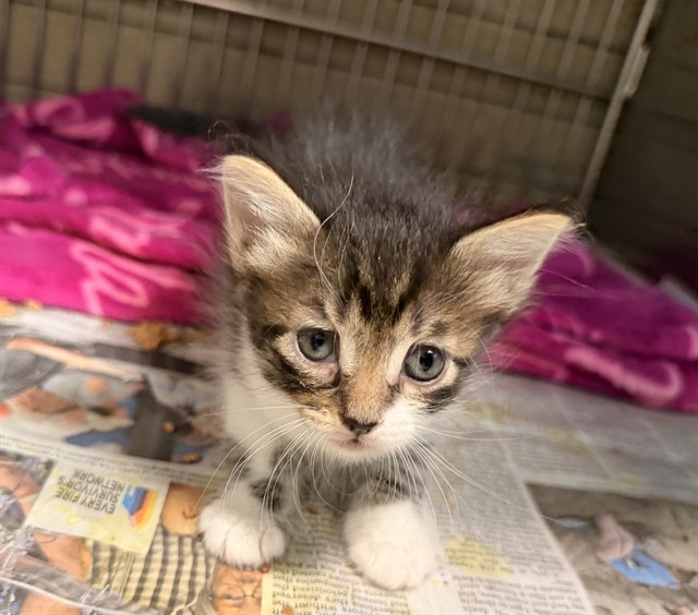 Shelter Stray Female Cat last seen , 4275 Elton St, Baldwin Park, CA 91706, USA