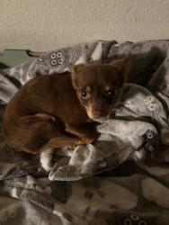 Lost Female Dog last seen Main st, Lamont, CA 93241