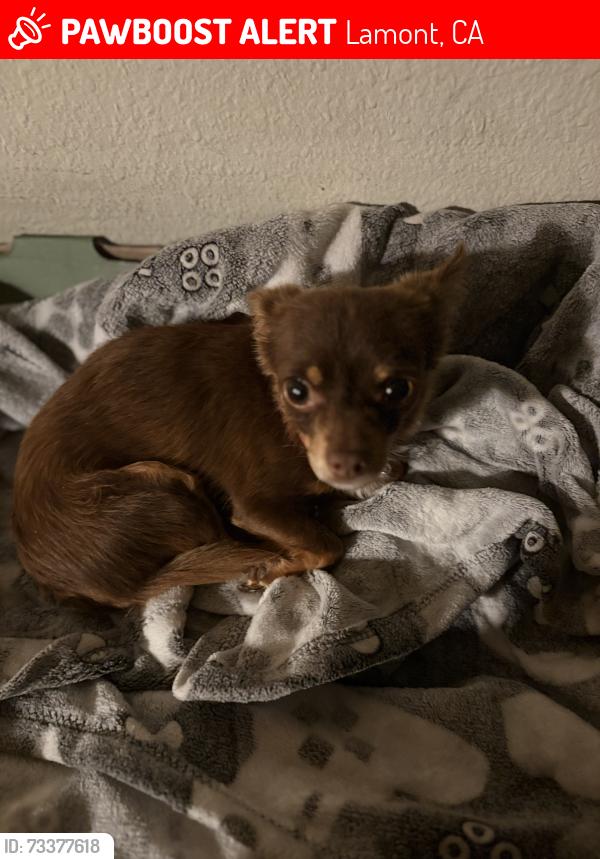 Lost Female Dog last seen Main st, Lamont, CA 93241
