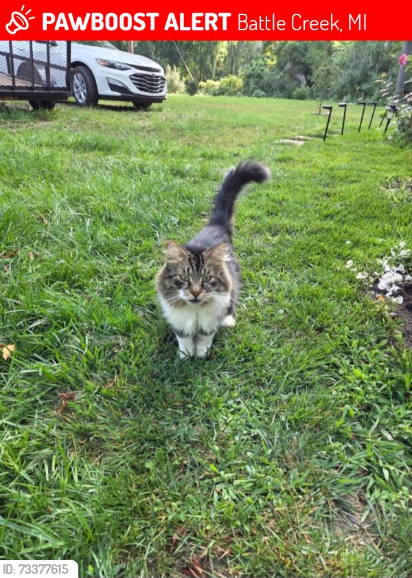 Lost Male Cat last seen near the intersection of Uldriks Road and Collier Avenue, Battle Creek, MI 49037