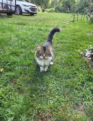 Lost Male Cat last seen near the intersection of Uldriks Road and Collier Avenue, Battle Creek, MI 49037