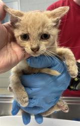 Shelter Stray Male Cat last seen ALAMANCE COUNTY, 221 Stone Quarry Rd, Burlington, NC 27217, USA