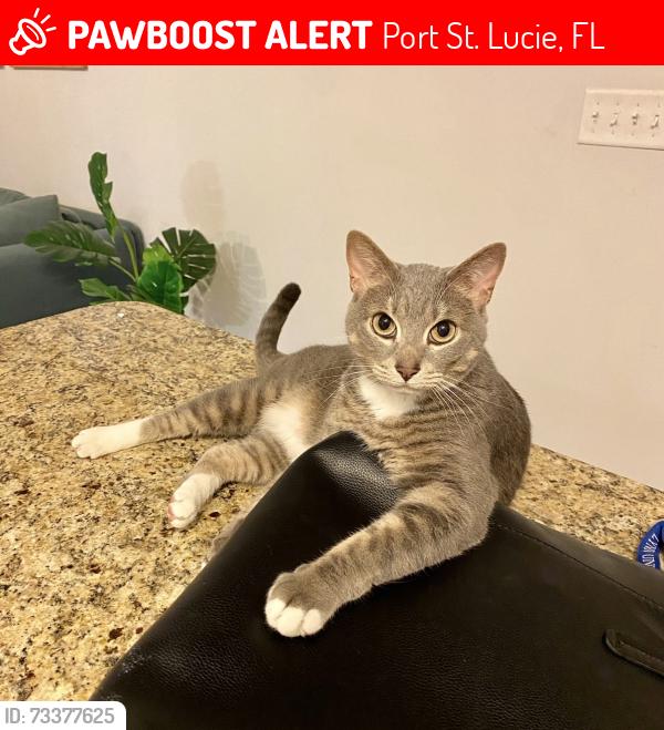 Lost Male Cat last seen Near Miyuki, Port St. Lucie, FL 34953