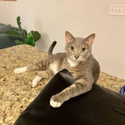 Lost Male Cat last seen Near Miyuki, Port St. Lucie, FL 34953