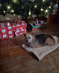 Reunited Female Dog last seen on the corner of Brookline Ave. and Olney st., Rosemead, CA 91770