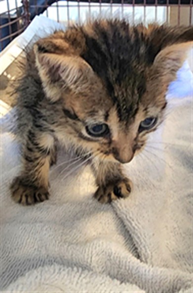 Shelter Stray Male Cat last seen , 11361 W Pico Blvd, Los Angeles, CA 90064, USA