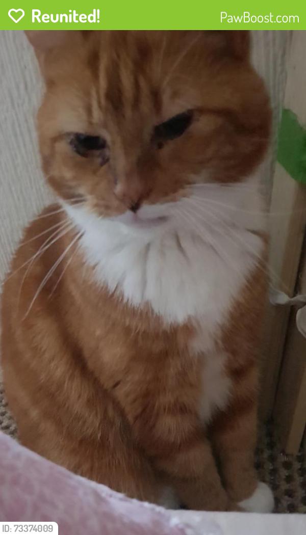 Reunited Female Cat last seen Woodgate Valley Country Park, West Midlands, England B32 3TE