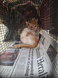 Shelter Stray Male Cat last seen Near BLOCK NW 68 AV, HOLLYWOOD FL 33024, 2400 SW 42nd St, Fort Lauderdale, FL 33312, USA