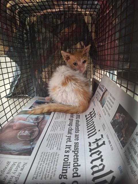 Shelter Stray Male Cat last seen Near BLOCK NW 68 AV, HOLLYWOOD FL 33024, 2400 SW 42nd St, Fort Lauderdale, FL 33312, USA