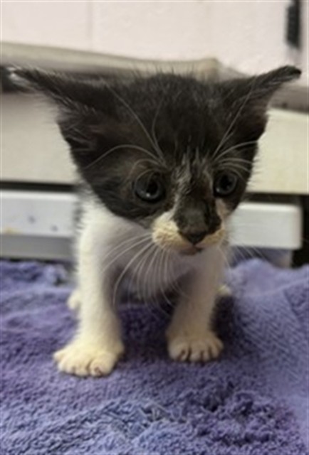 Shelter Stray Male Cat last seen BISHOPSWOOD DR, 2020 Forest St, Jacksonville, FL 32204, USA