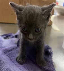 Shelter Stray Male Cat last seen BISHOPSWOOD DR, 2020 Forest St, Jacksonville, FL 32204, USA