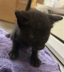 Shelter Stray Male Cat last seen BISHOPSWOOD DR, 2020 Forest St, Jacksonville, FL 32204, USA