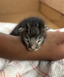 Shelter Stray Unknown Cat last seen , 333 Chandler Pl, San Bernardino, CA 92408, USA