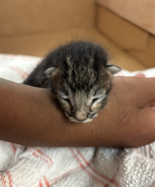 Shelter Stray Unknown Cat last seen , 333 Chandler Pl, San Bernardino, CA 92408, USA