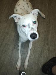 Reunited Male Dog last seen Addison Rd and lake st, Addison, IL 60101