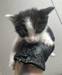 Shelter Stray Female Cat last seen OLIVE ST AND 17TH ST, 333 Chandler Pl, San Bernardino, CA 92408, USA