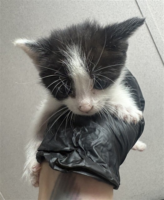 Shelter Stray Female Cat last seen OLIVE ST AND 17TH ST, 333 Chandler Pl, San Bernardino, CA 92408, USA