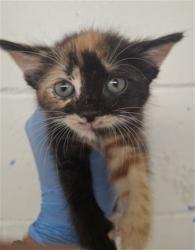 Shelter Stray Female Cat last seen W 8TH ST & WESTERN AVE, SAN BERNARDINO, CA, 92411, USA, 333 Chandler Pl, San Bernardino, CA 92408, USA