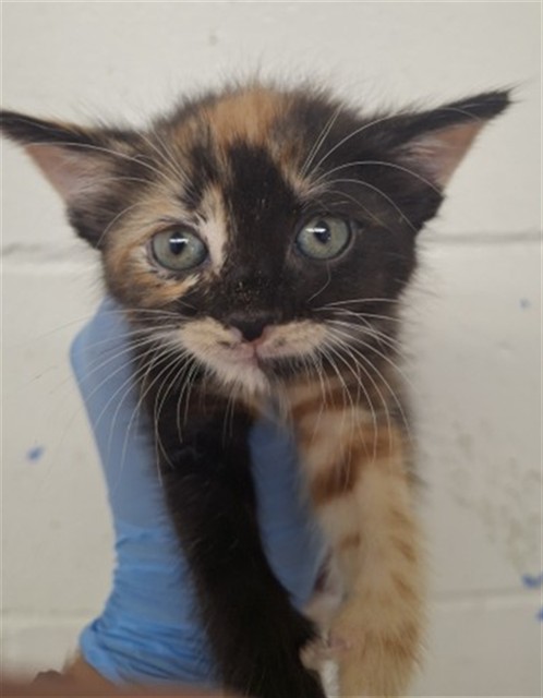 Shelter Stray Female Cat last seen W 8TH ST & WESTERN AVE, SAN BERNARDINO, CA, 92411, USA, 333 Chandler Pl, San Bernardino, CA 92408, USA