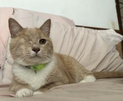Lost Male Cat last seen East Broadway & S Main St, Red Lion, PA 17356