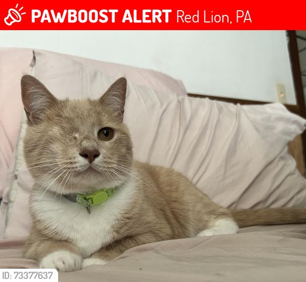 Lost Male Cat last seen East Broadway & S Main St, Red Lion, PA 17356