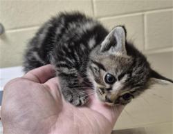 Shelter Stray Female Cat last seen Near BLOCK W ALASKA PL, DENVER CO 80219, 1241 W Bayaud Ave, Denver, CO 80223, USA