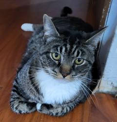 Lost Male Cat last seen Myrtle and 35th, Spokane, WA 99223